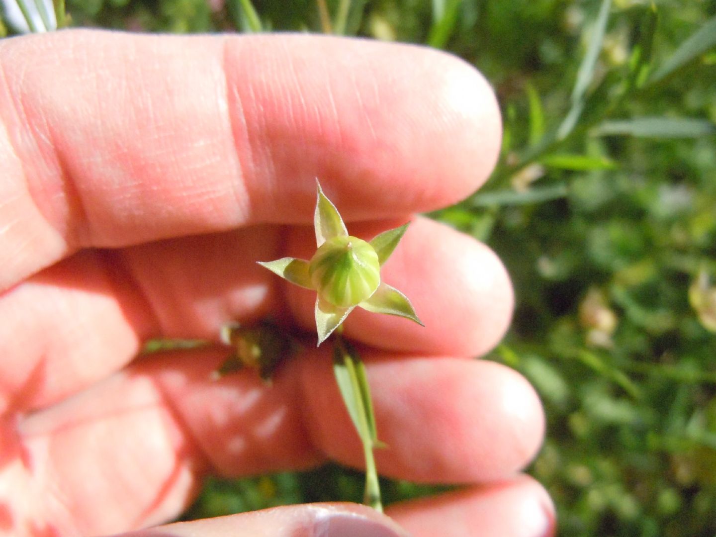 Linum usitatissimum subsp. angustifolium (=L. bienne) / Lino selvatico